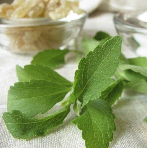 Stevia