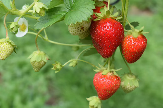 Aardbei