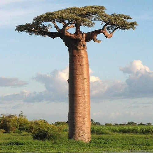Baobab