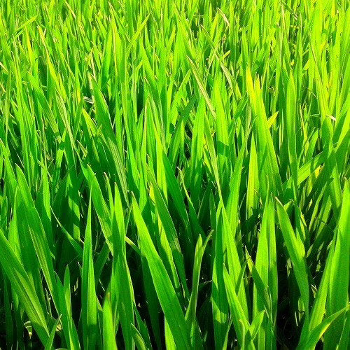 Tarwegras